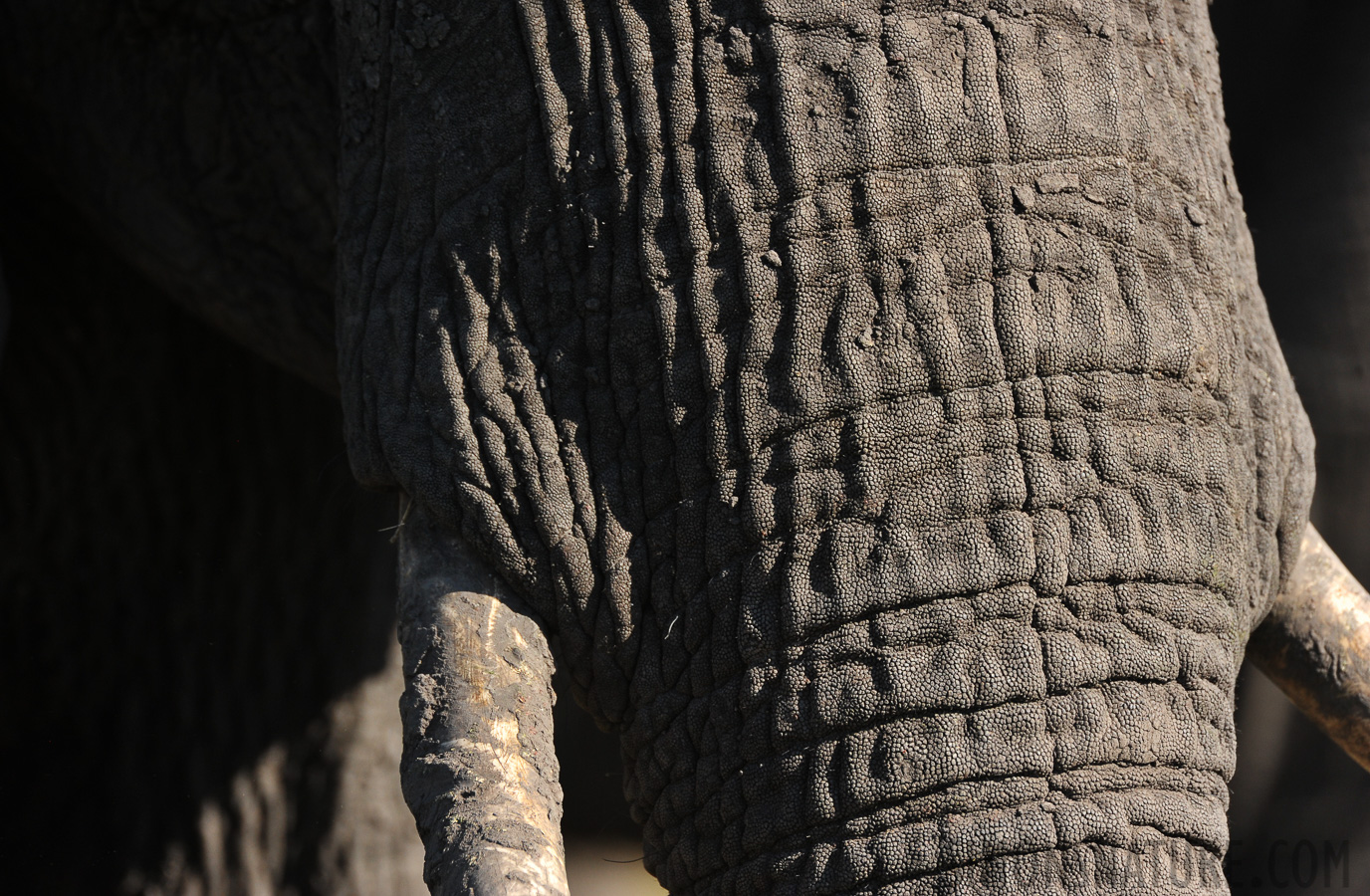 Loxodonta africana [550 mm, 1/800 Sek. bei f / 8.0, ISO 800]