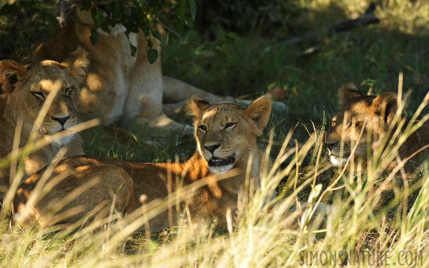 Panthera leo melanochaita [550 mm, 1/500 sec at f / 8.0, ISO 1600]