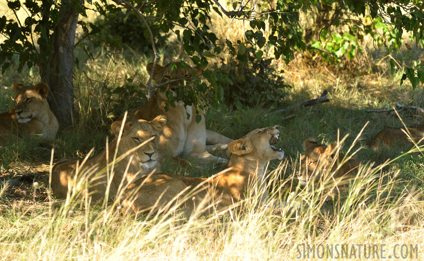 Panthera leo melanochaita [280 mm, 1/500 sec at f / 8.0, ISO 1600]