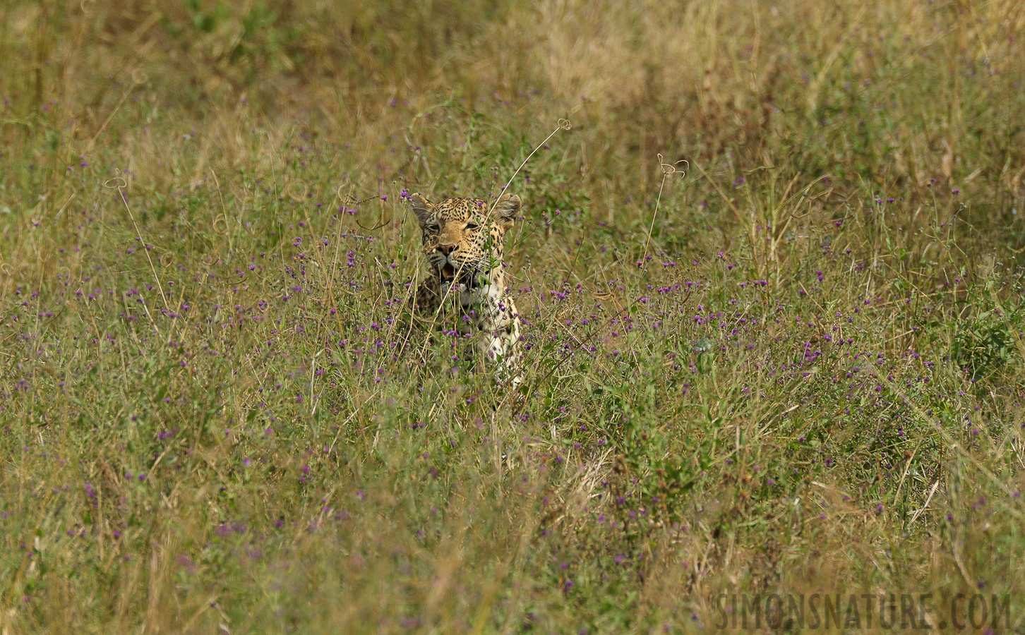 Panthera pardus pardus [550 mm, 1/1600 sec at f / 9.0, ISO 1250]