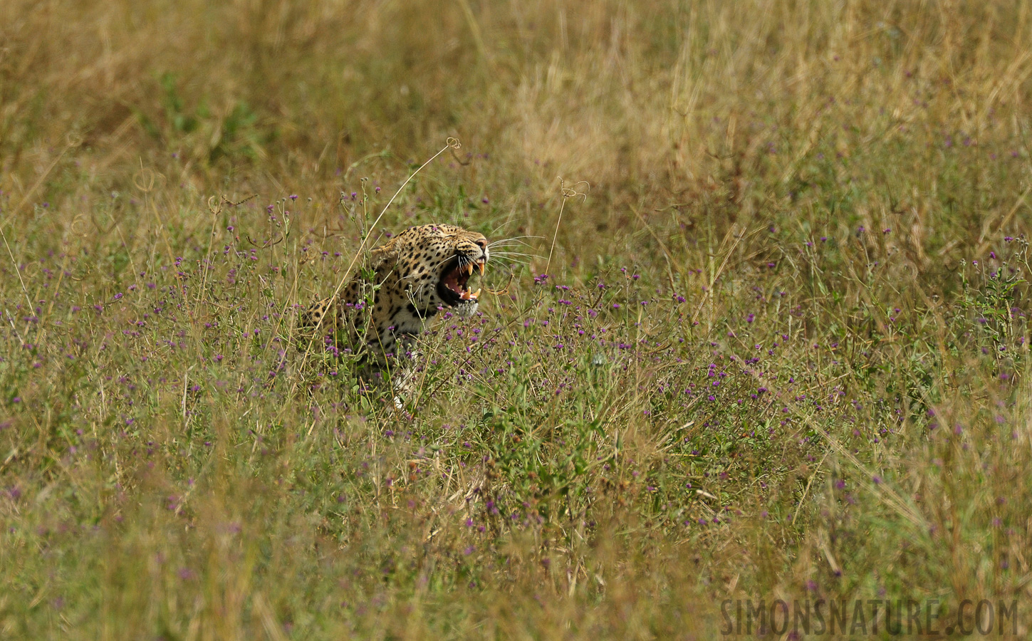 Panthera pardus pardus [550 mm, 1/2000 sec at f / 9.0, ISO 1250]