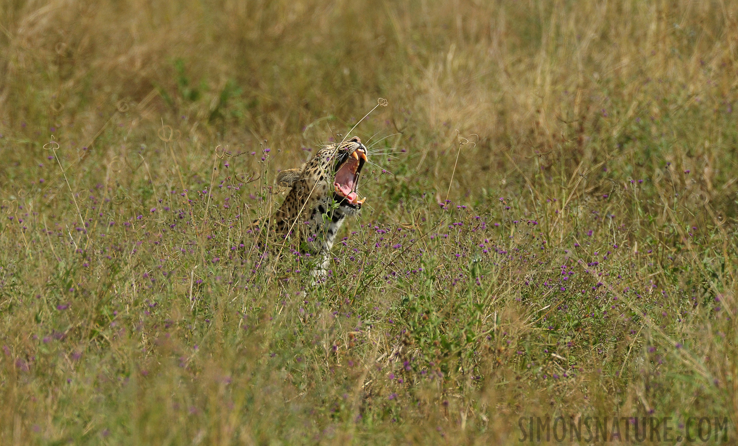 Panthera pardus pardus [550 mm, 1/2000 sec at f / 9.0, ISO 1250]