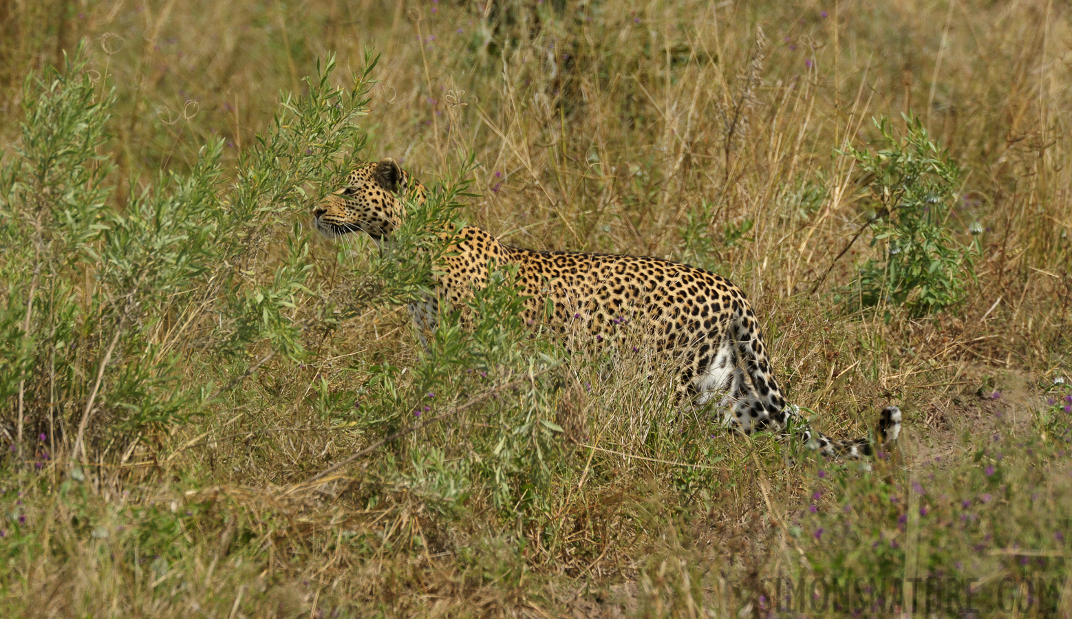 Panthera pardus pardus [550 mm, 1/1600 sec at f / 9.0, ISO 1000]