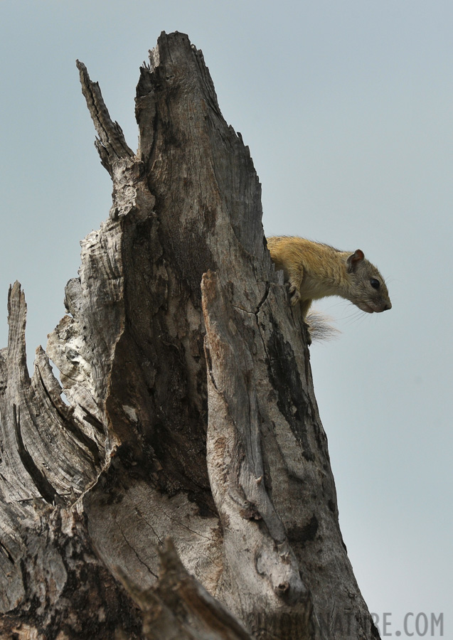 Paraxerus cepapi [550 mm, 1/2000 sec at f / 9.0, ISO 1000]