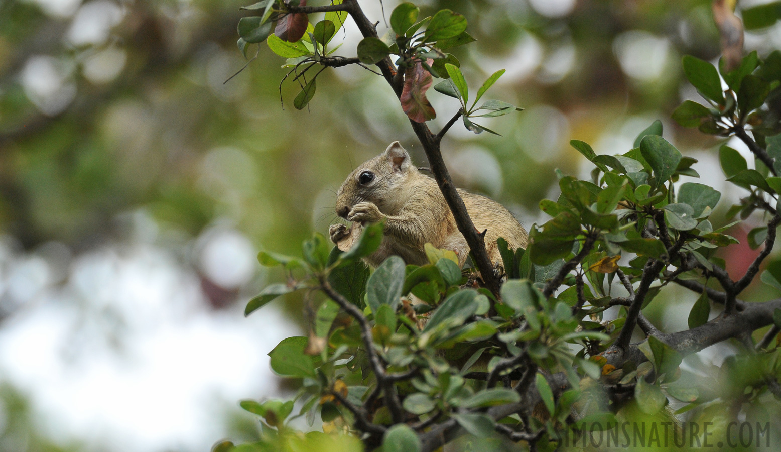 Paraxerus cepapi [550 mm, 1/500 sec at f / 7.1, ISO 1600]