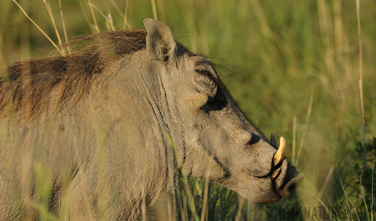 Phacochoerus africanus sundevallii [550 mm, 1/2000 sec at f / 9.0, ISO 1600]