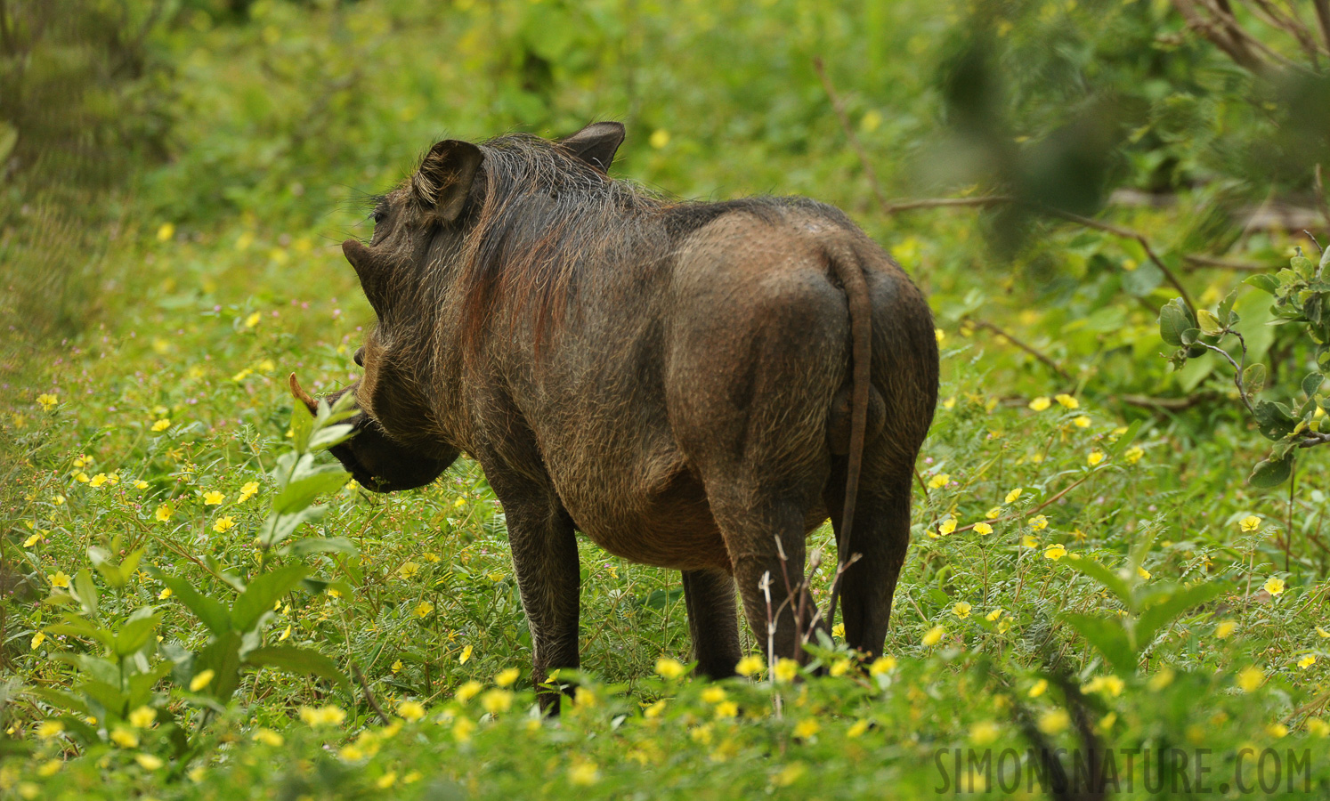 Phacochoerus africanus sundevallii [550 mm, 1/640 sec at f / 8.0, ISO 1600]