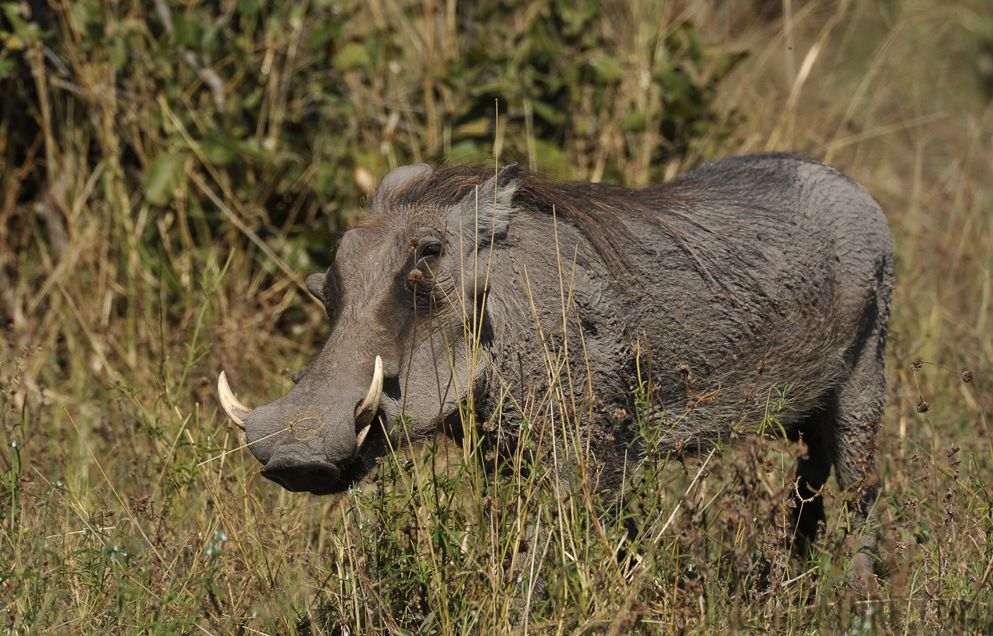 Phacochoerus africanus sundevallii [550 mm, 1/3200 sec at f / 8.0, ISO 800]