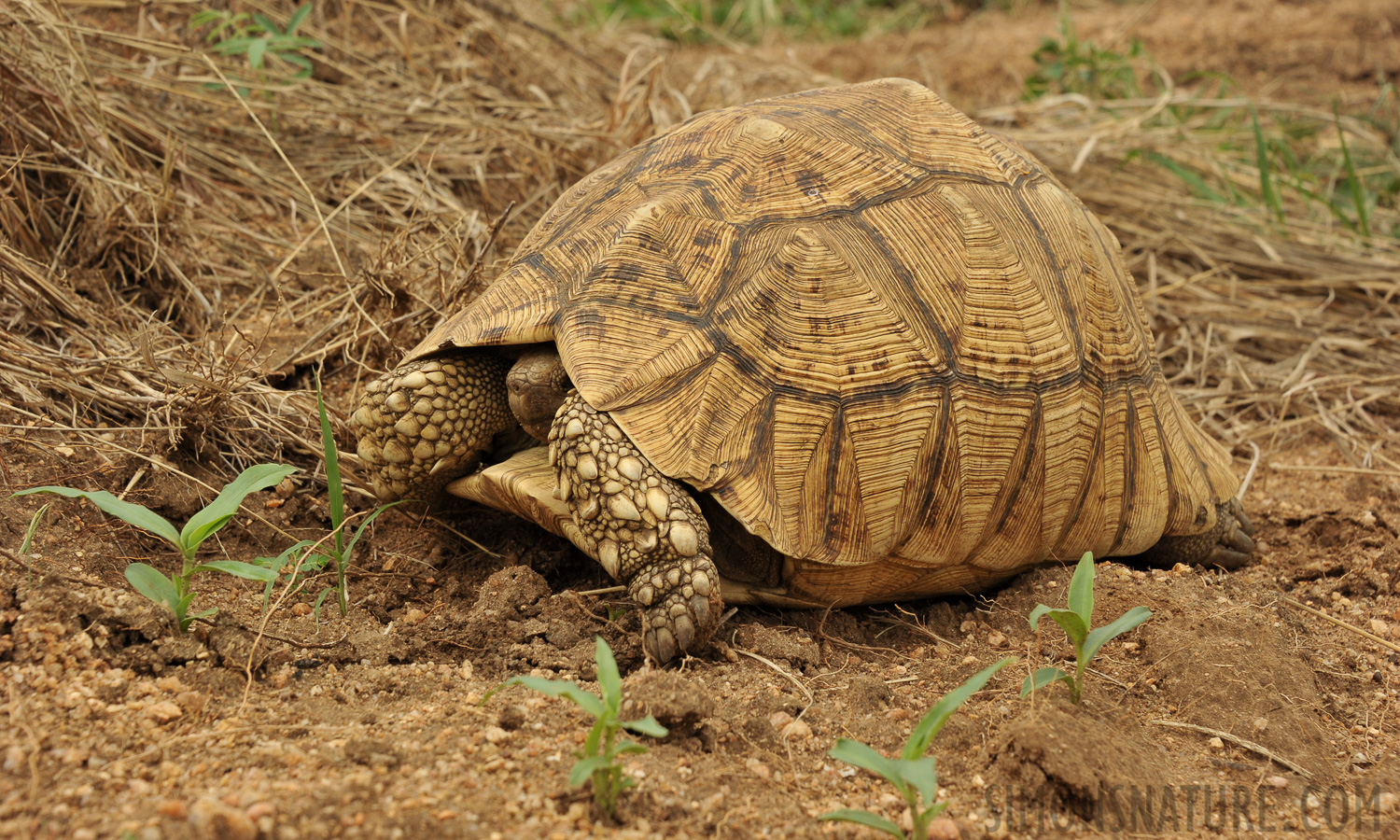 Stigmochelys pardalis babcocki [90 mm, 1/500 Sek. bei f / 9.0, ISO 800]