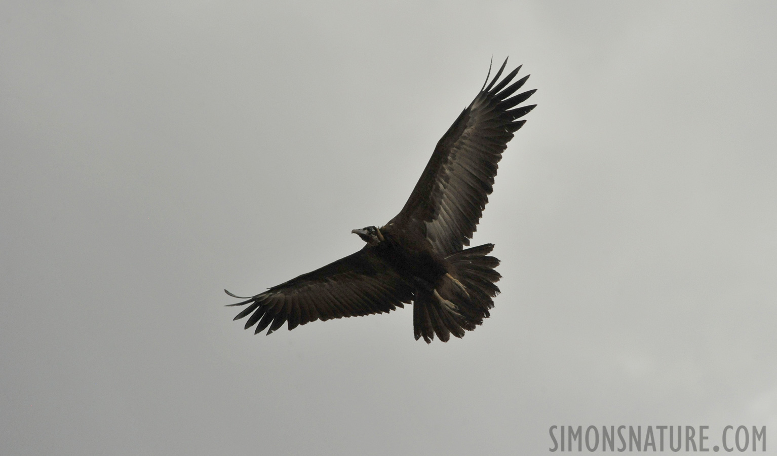 Necrosyrtes monachus [300 mm, 1/2500 Sek. bei f / 8.0, ISO 2500]