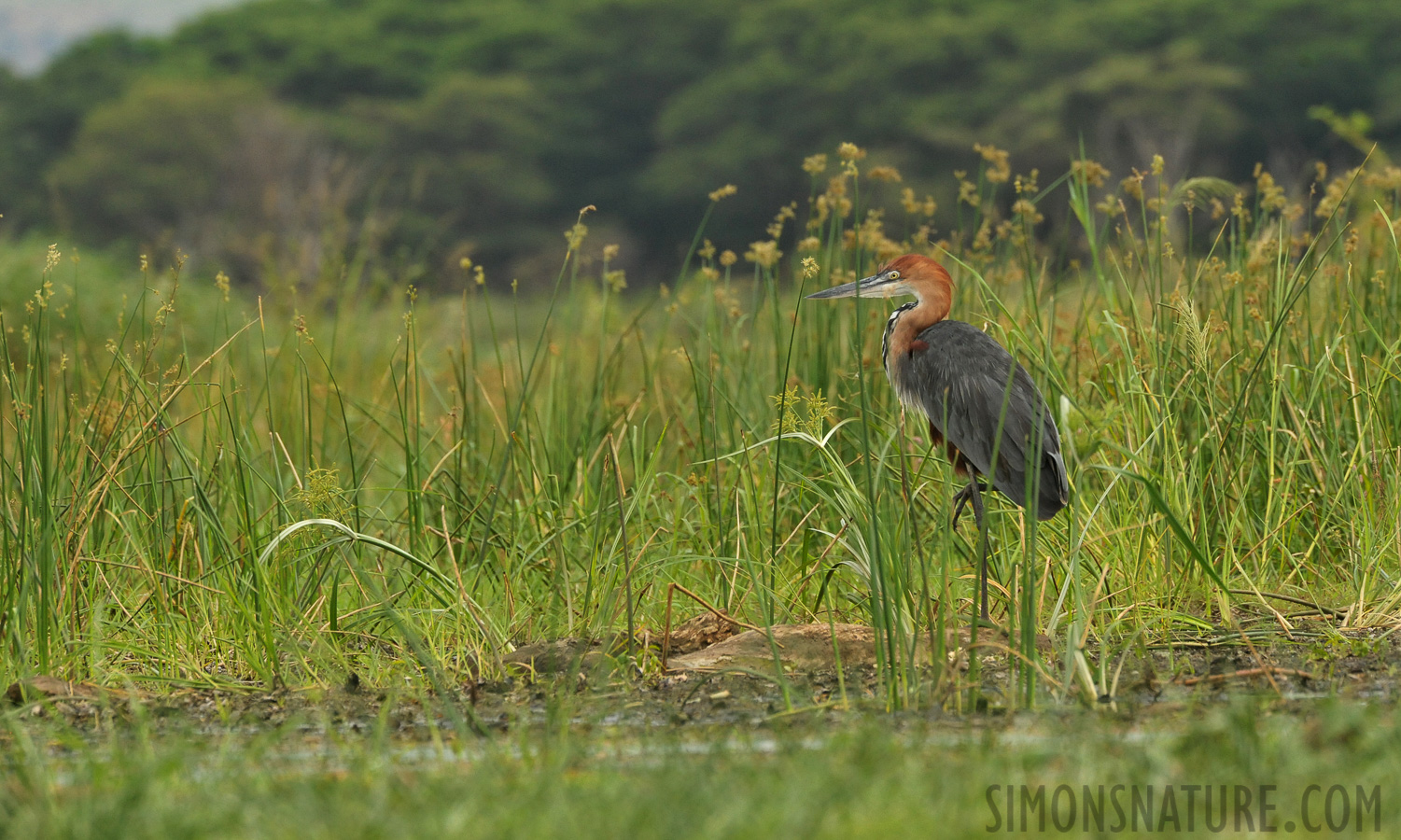 Ardea goliath [550 mm, 1/1600 Sek. bei f / 9.0, ISO 2000]