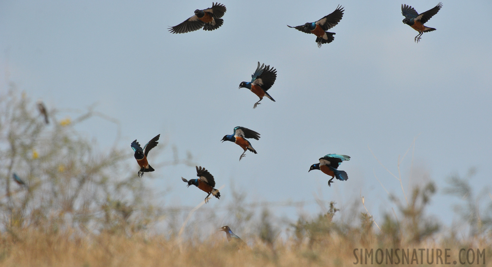 Lamprotornis superbus [550 mm, 1/5000 sec at f / 8.0, ISO 1600]