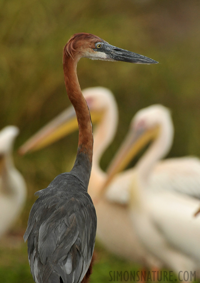 Ardea goliath [550 mm, 1/3200 sec at f / 9.0, ISO 2000]