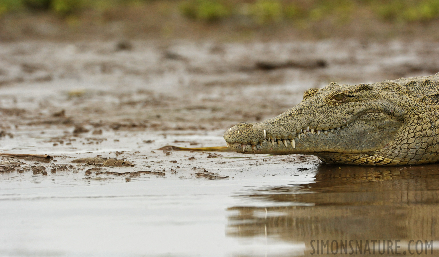 Crocodylus niloticus pauciscutatus [550 mm, 1/3200 Sek. bei f / 9.0, ISO 2000]