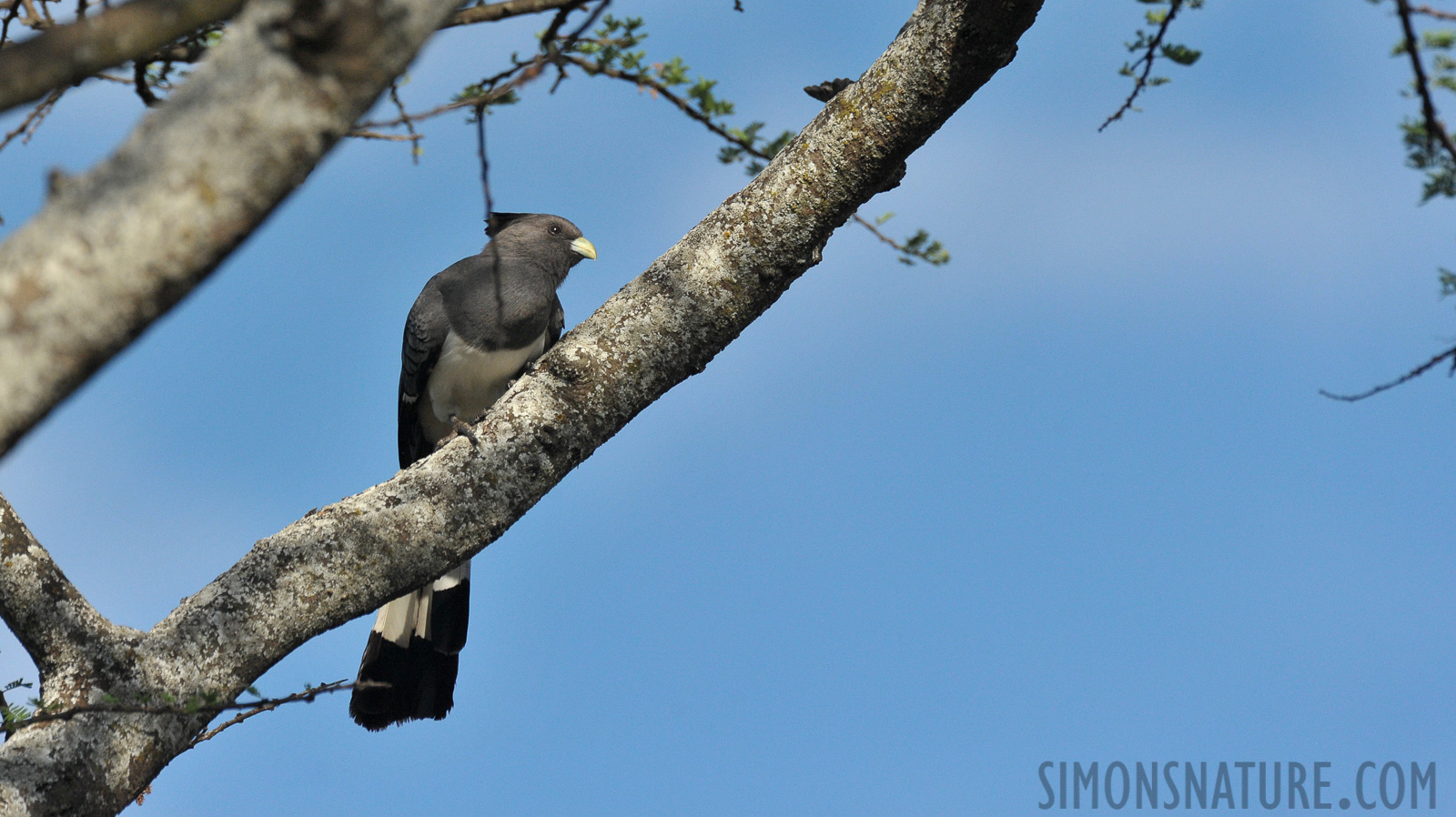 Corythaixoides leucogaster [550 mm, 1/3200 sec at f / 8.0, ISO 1600]