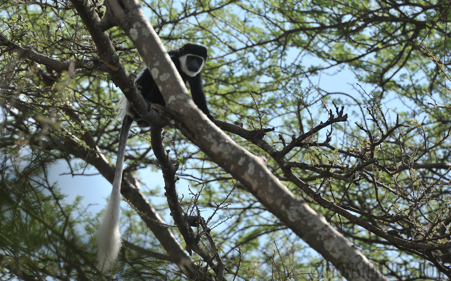 Colobus guereza guereza [550 mm, 1/1600 sec at f / 8.0, ISO 1600]