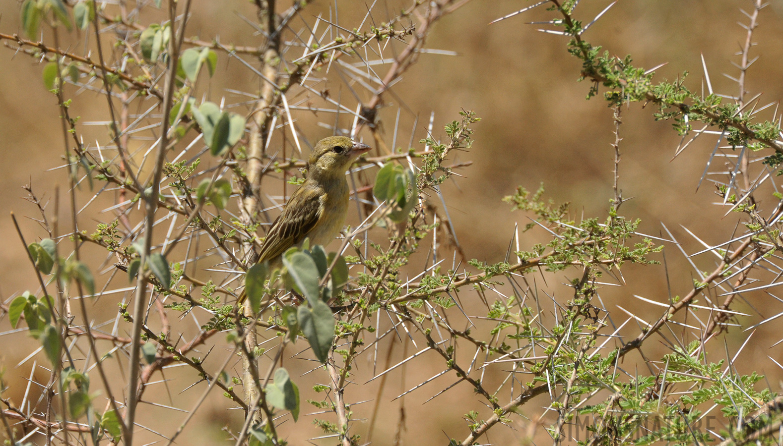 Passer euchlorus [550 mm, 1/2500 sec at f / 8.0, ISO 1600]