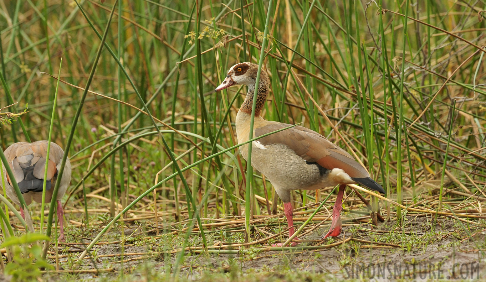 Alopochen aegyptiaca [360 mm, 1/1600 sec at f / 9.0, ISO 2000]