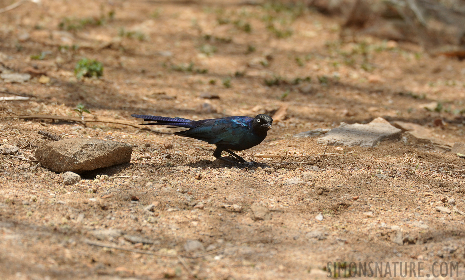 Lamprotornis purpuroptera [550 mm, 1/1000 Sek. bei f / 7.1, ISO 800]