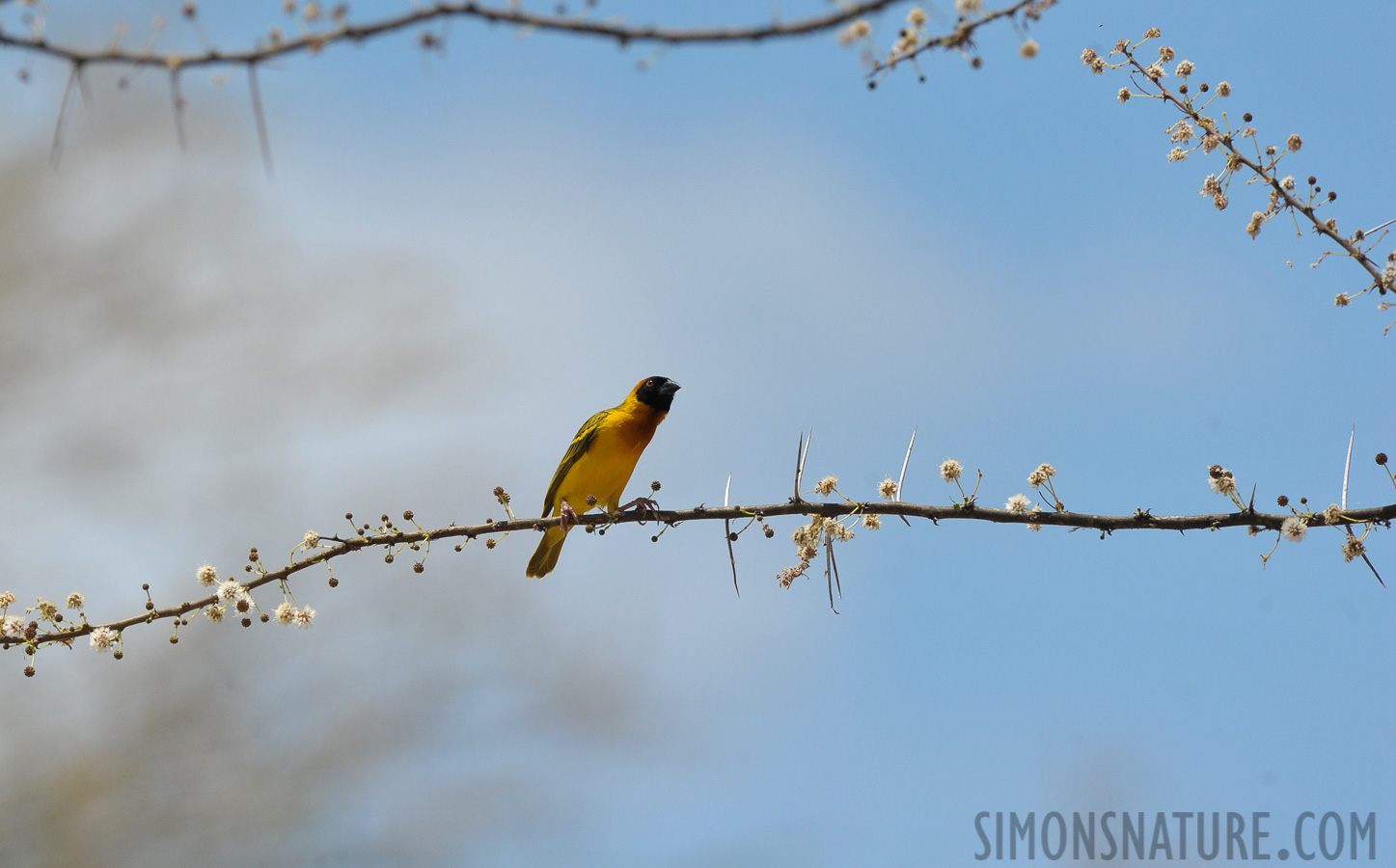 Ploceus vitellinus [550 mm, 1/2500 sec at f / 8.0, ISO 800]