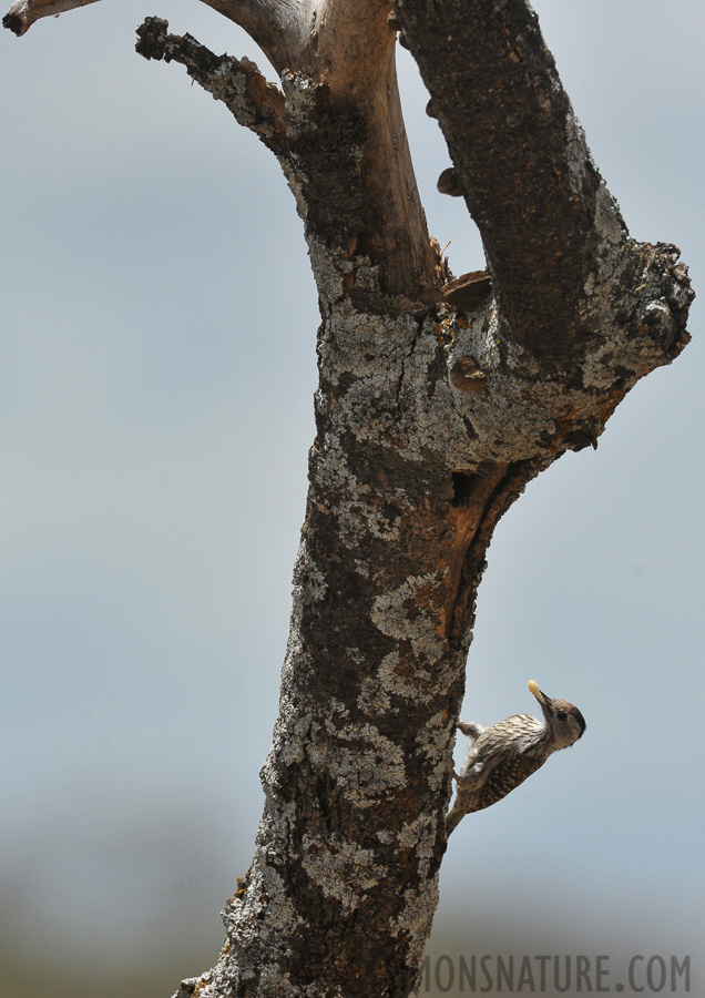 Dendropicos fuscescens hemprichii [550 mm, 1/2500 Sek. bei f / 8.0, ISO 800]