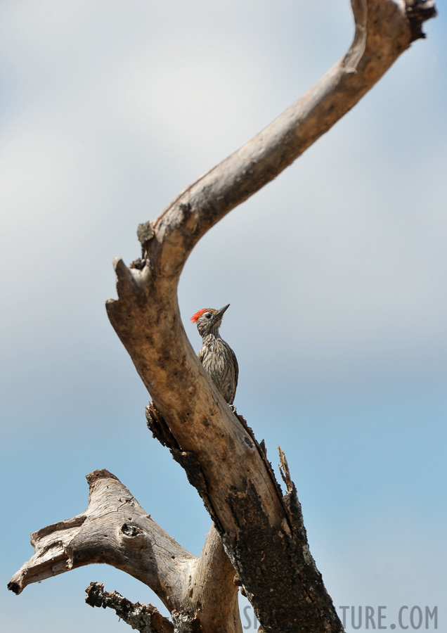 Dendropicos fuscescens hemprichii [550 mm, 1/2000 sec at f / 8.0, ISO 800]