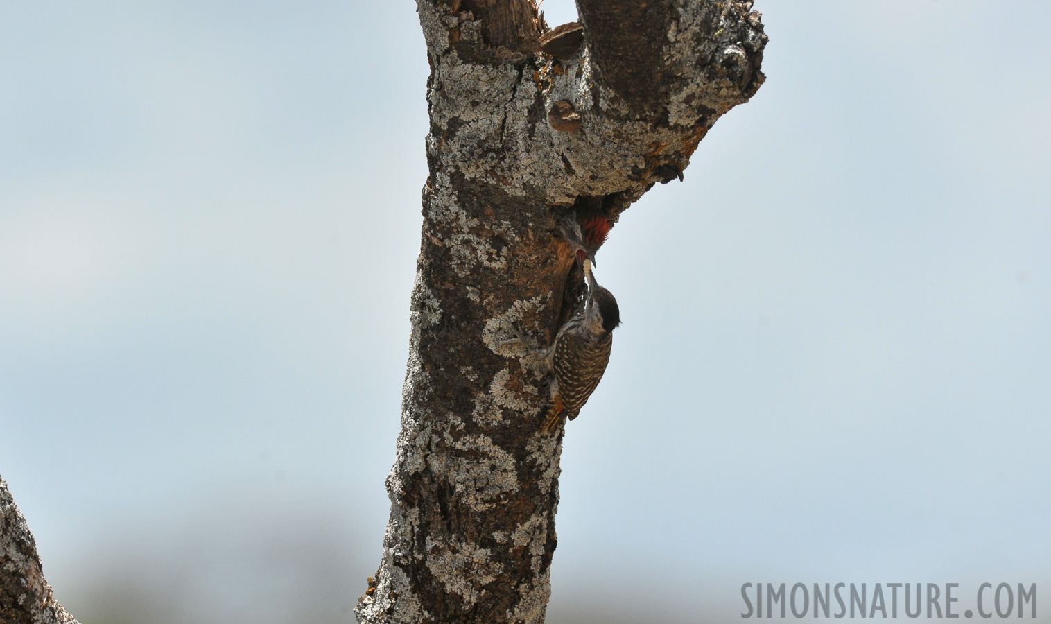 Dendropicos fuscescens hemprichii [550 mm, 1/2500 Sek. bei f / 8.0, ISO 800]