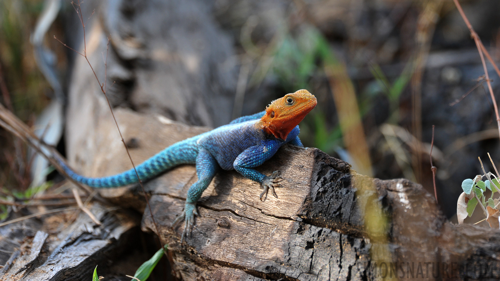 Agama agama [550 mm, 1/160 Sek. bei f / 8.0, ISO 800]