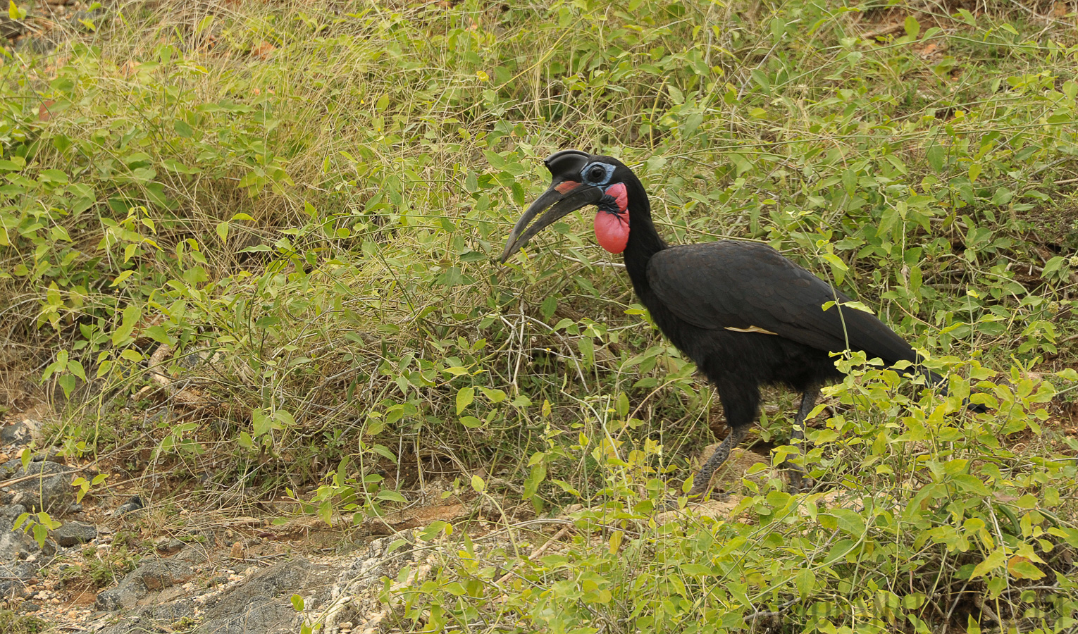 Bucorvus abyssinicus [300 mm, 1/250 Sek. bei f / 8.0, ISO 800]