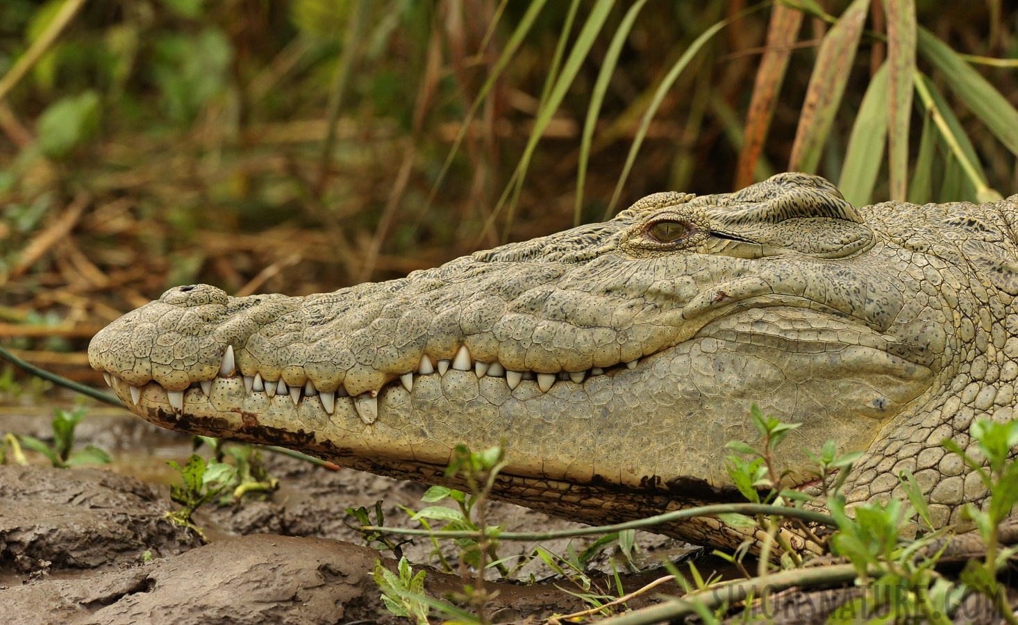 Crocodylus niloticus pauciscutatus [280 mm, 1/1250 Sek. bei f / 9.0, ISO 2000]