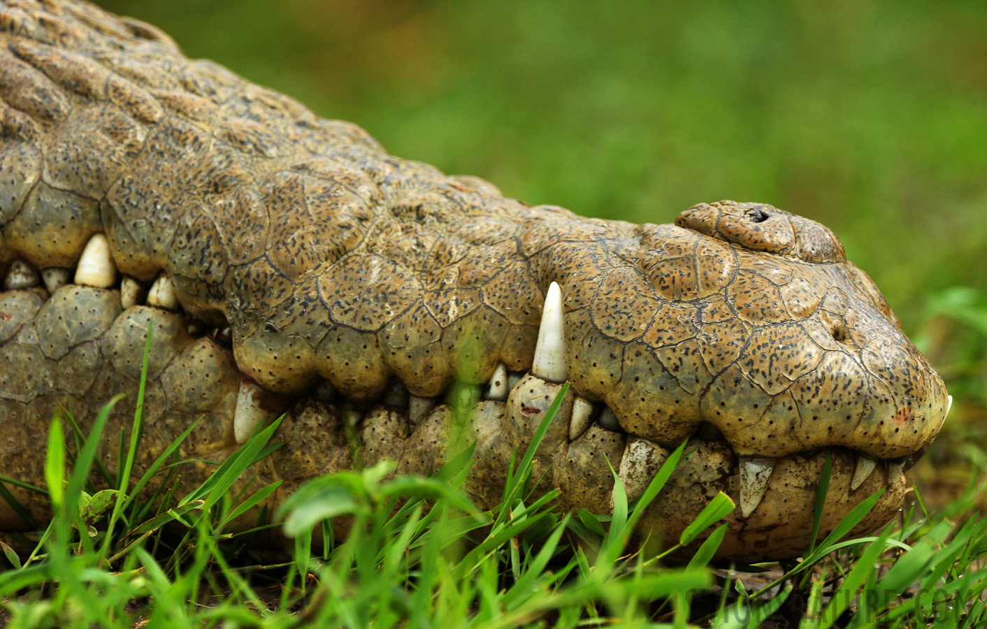 Crocodylus niloticus pauciscutatus [550 mm, 1/800 sec at f / 9.0, ISO 2000]