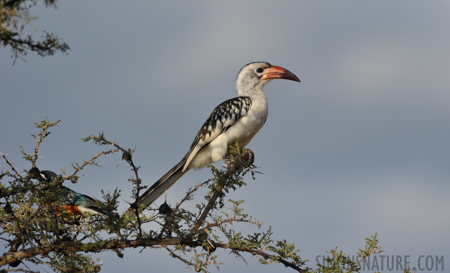 Tockus erythrorhynchus [550 mm, 1/4000 Sek. bei f / 8.0, ISO 1600]