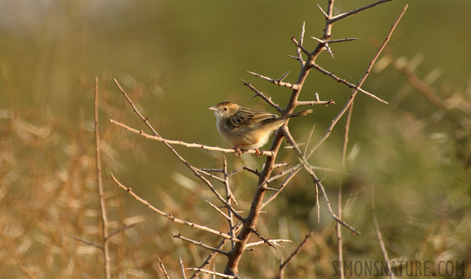 Cisticola ruficeps [550 mm, 1/1000 sec at f / 8.0, ISO 1600]