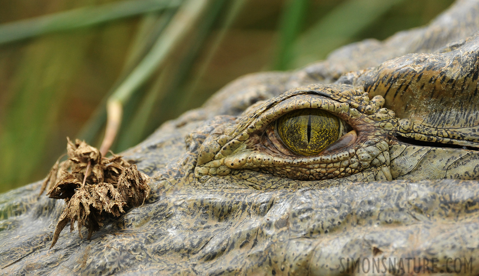 Crocodylus niloticus pauciscutatus [550 mm, 1/1250 sec at f / 9.0, ISO 2000]