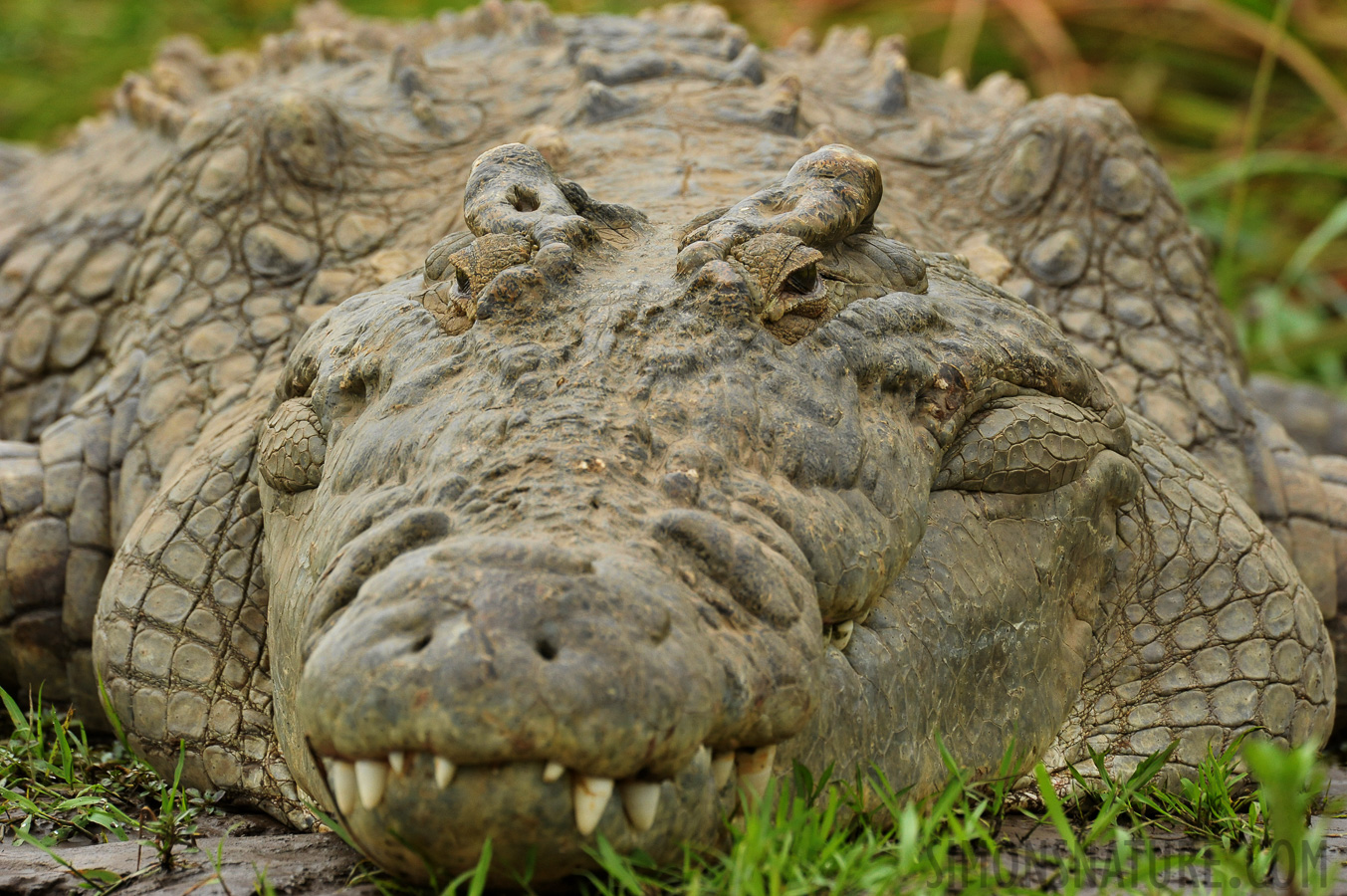 Crocodylus niloticus pauciscutatus [550 mm, 1/1250 Sek. bei f / 9.0, ISO 2000]