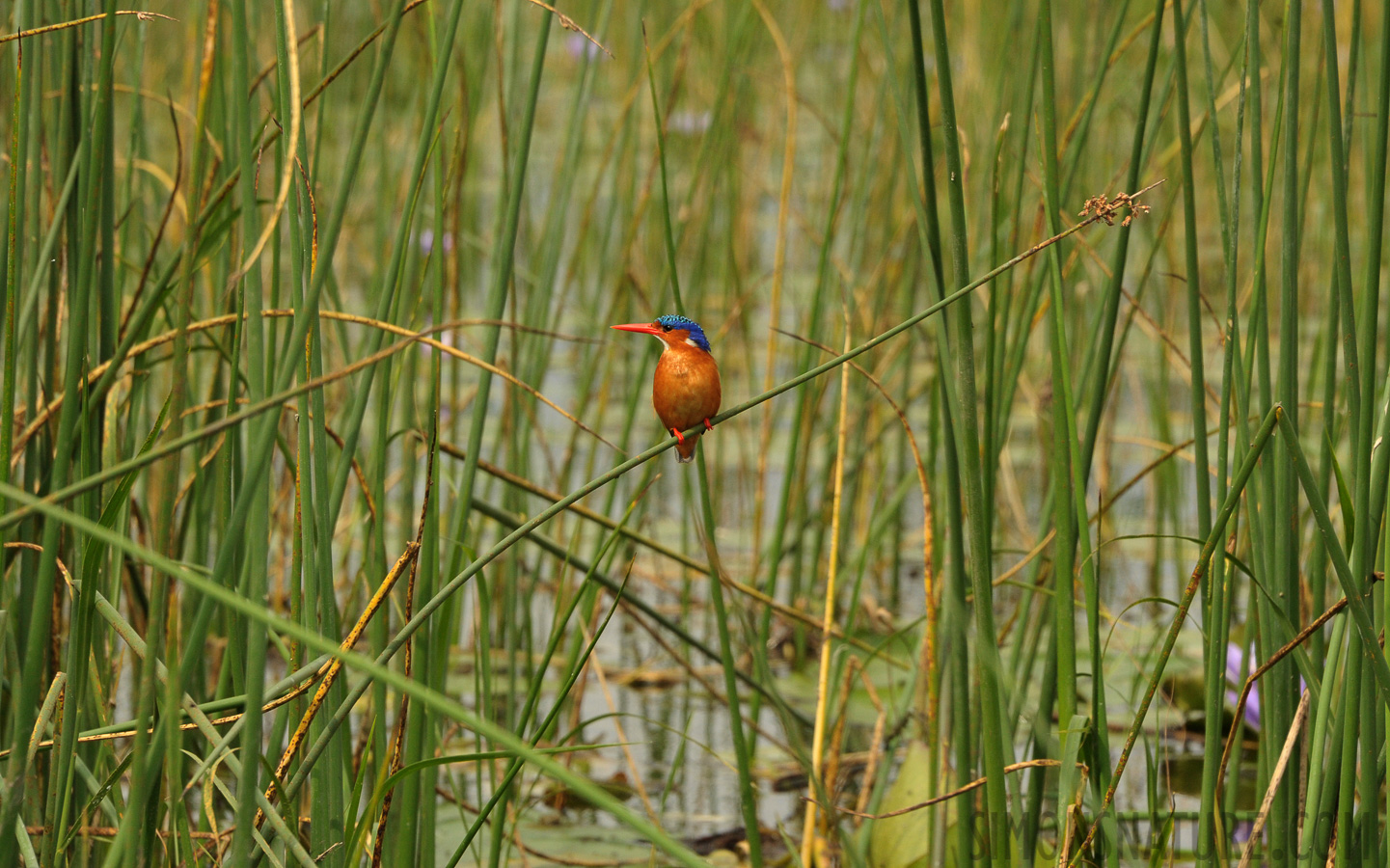 Alcedo cristata galerita [300 mm, 1/1000 Sek. bei f / 11, ISO 1600]