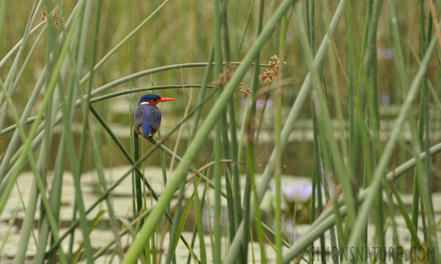 Alcedo cristata galerita [300 mm, 1/1600 sec at f / 7.1, ISO 1600]