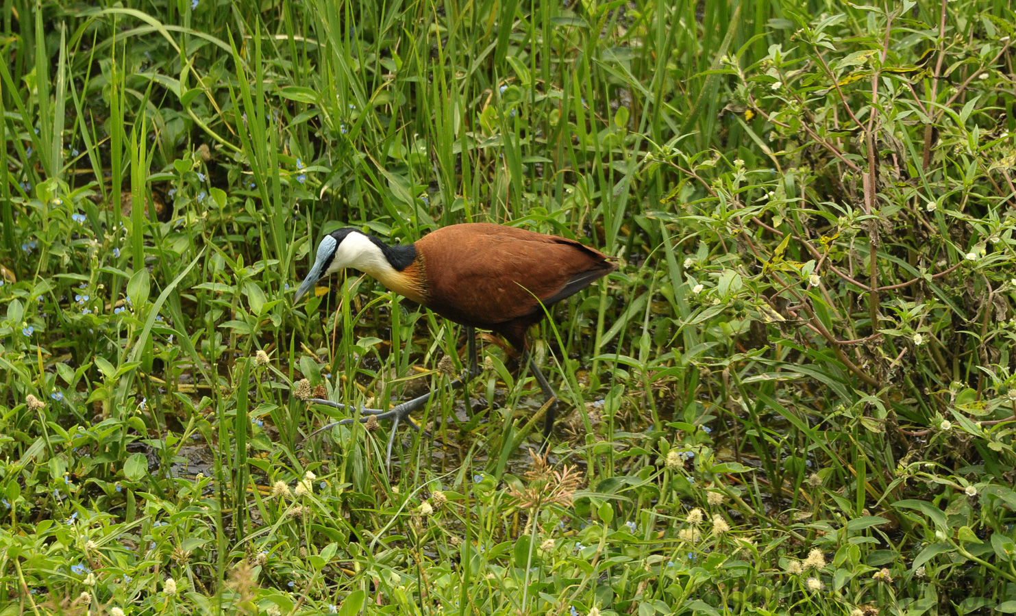 Actophilornis africanus [300 mm, 1/500 sec at f / 8.0, ISO 1600]