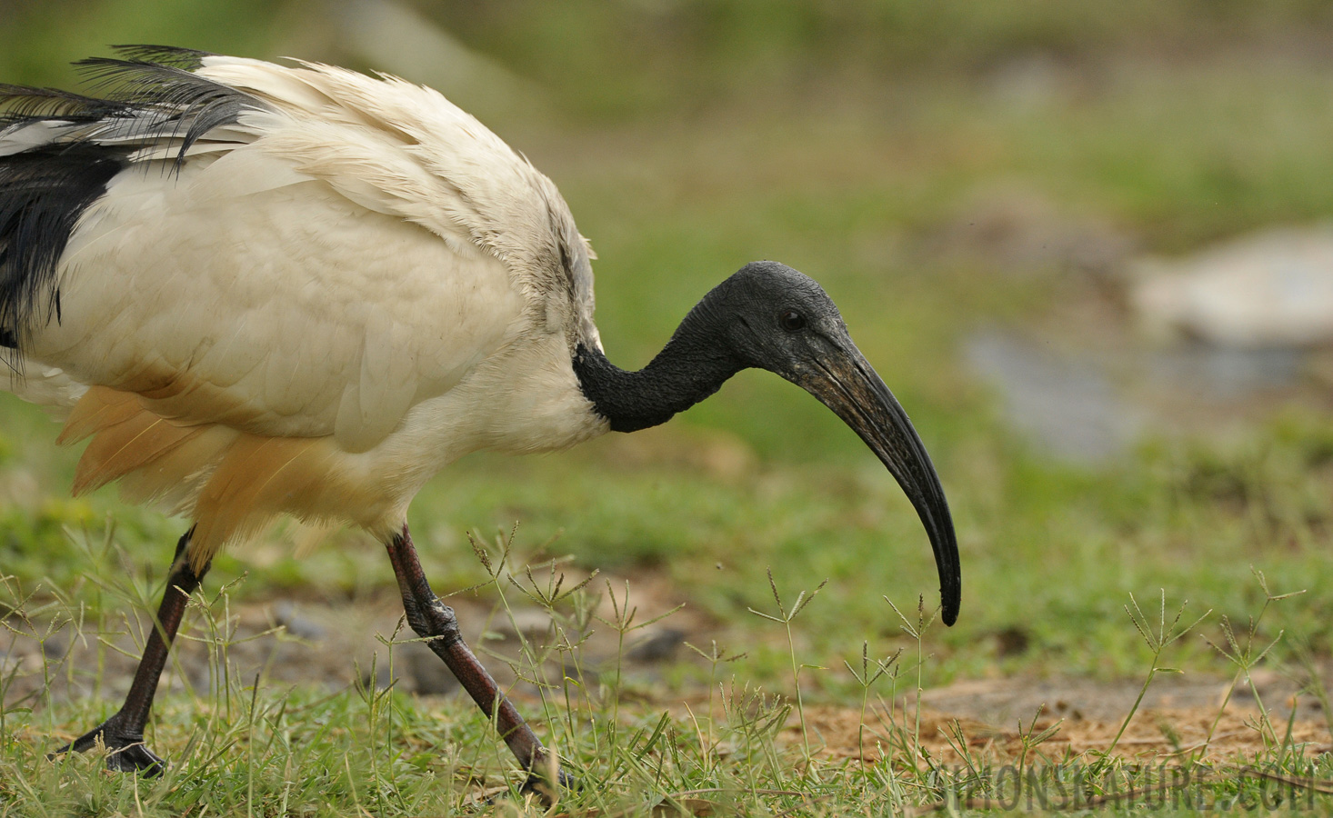 Threskiornis aethiopicus [550 mm, 1/1250 Sek. bei f / 8.0, ISO 1600]