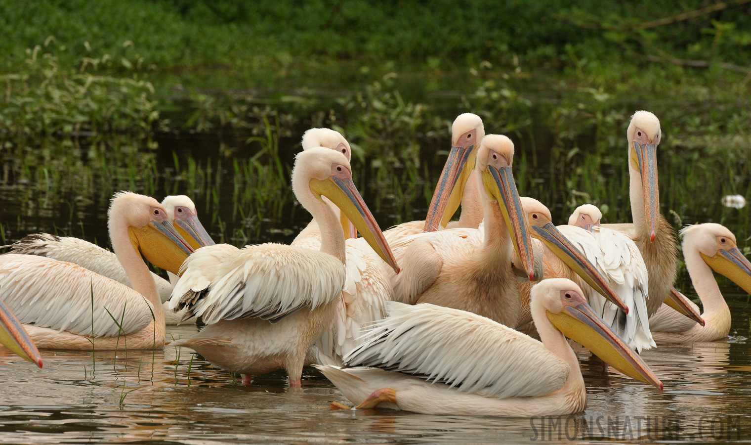 Pelecanus onocrotalus [550 mm, 1/1250 sec at f / 14, ISO 1600]