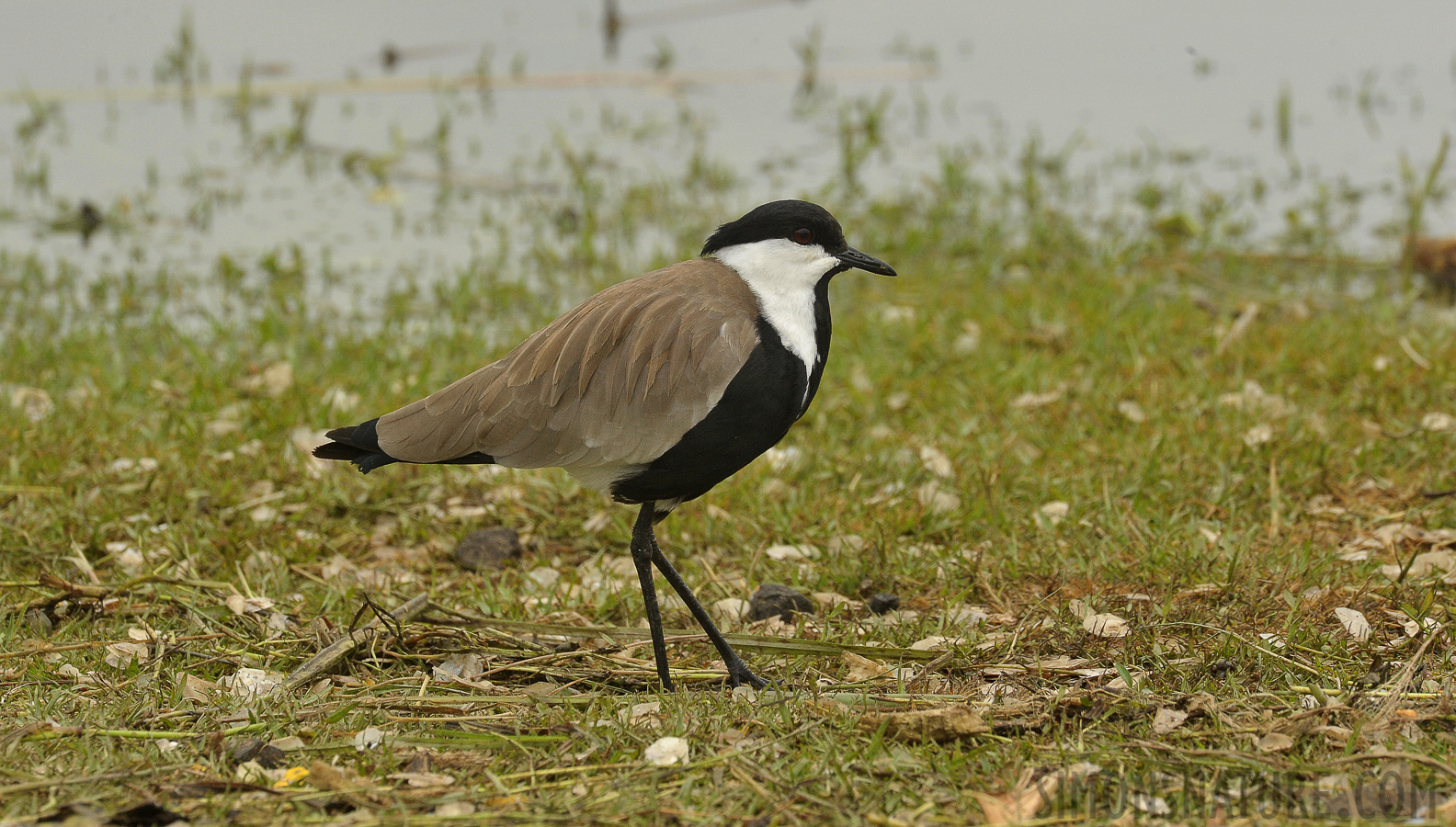 Vanellus spinosus [550 mm, 1/800 sec at f / 14, ISO 1600]