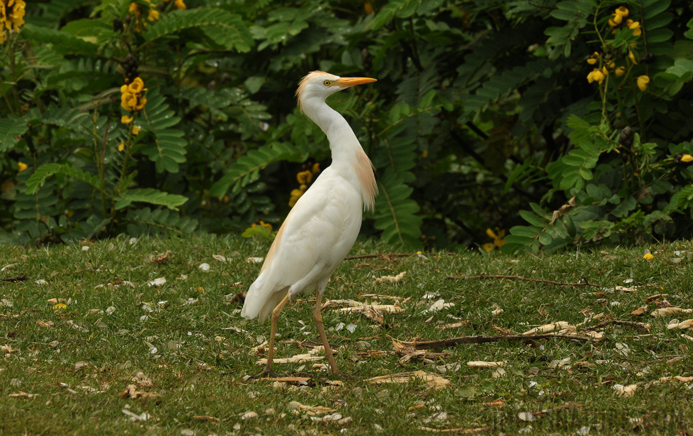 Bubulcus ibis [550 mm, 1/1250 Sek. bei f / 14, ISO 1600]