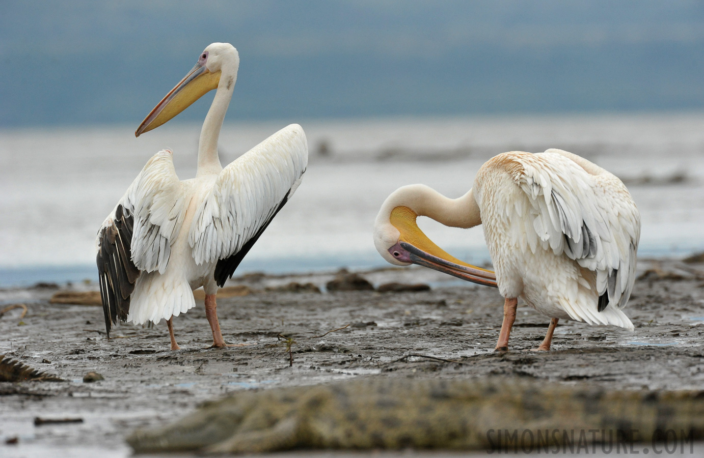 Pelecanus onocrotalus [550 mm, 1/4000 sec at f / 8.0, ISO 2000]