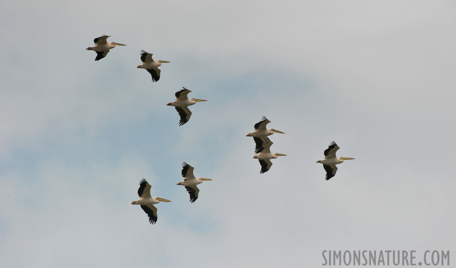 Pelecanus onocrotalus [550 mm, 1/8000 Sek. bei f / 8.0, ISO 1600]