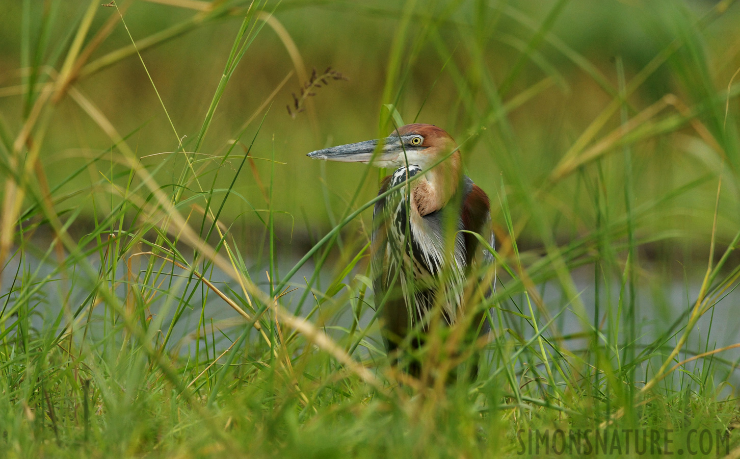 Ardea goliath [550 mm, 1/2000 sec at f / 8.0, ISO 2000]