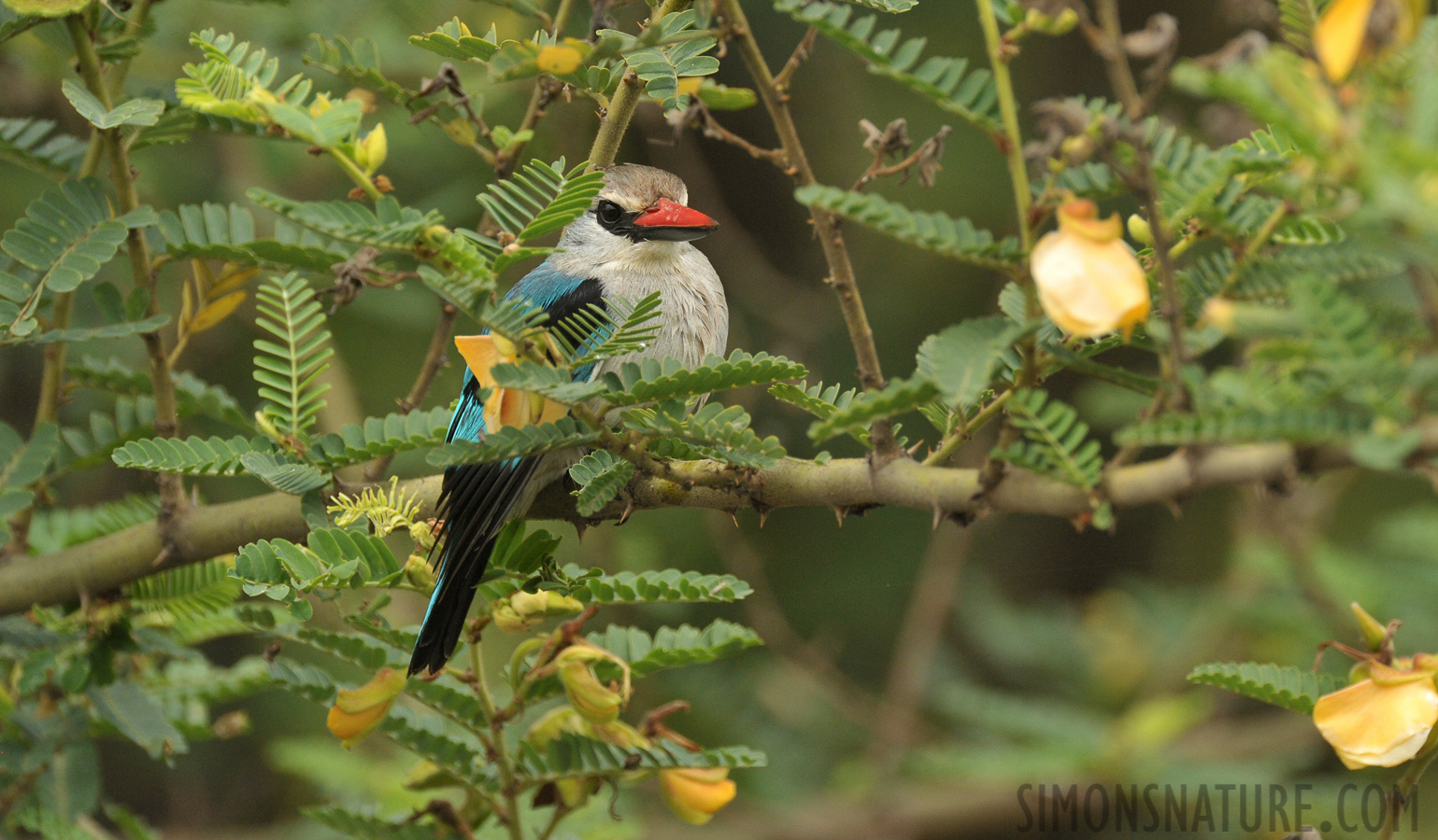 Halcyon senegalensis senegalensis [550 mm, 1/1000 sec at f / 8.0, ISO 1600]