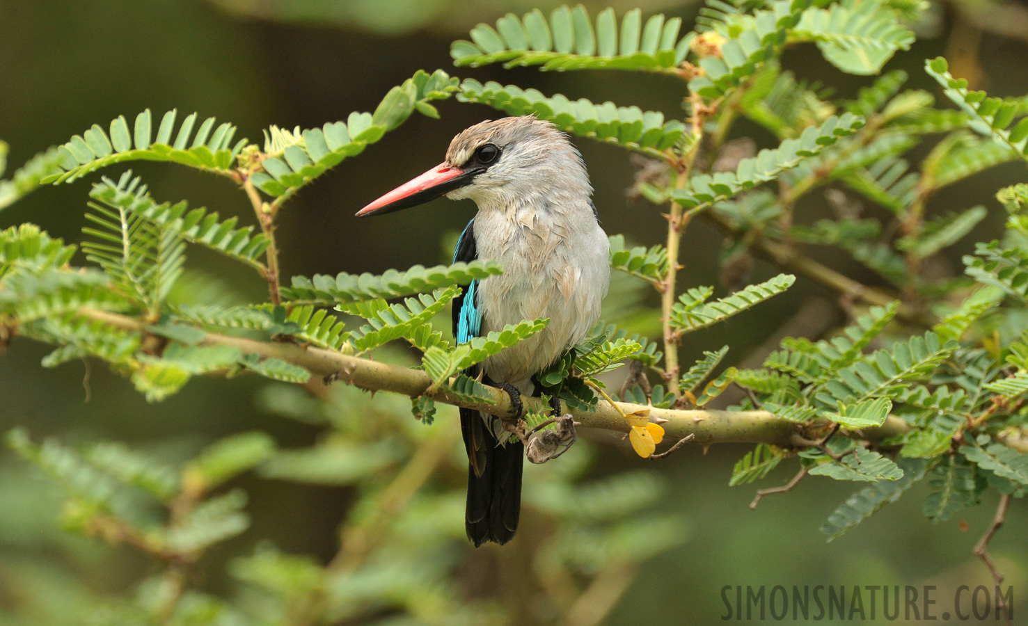 Halcyon senegalensis senegalensis [550 mm, 1/1000 Sek. bei f / 8.0, ISO 1600]