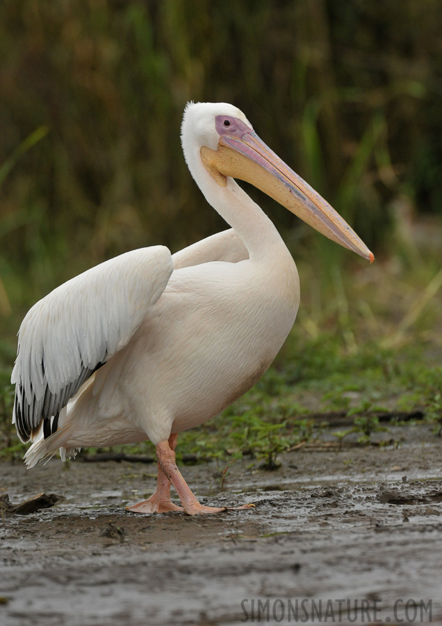 Pelecanus onocrotalus [550 mm, 1/3200 sec at f / 8.0, ISO 2000]