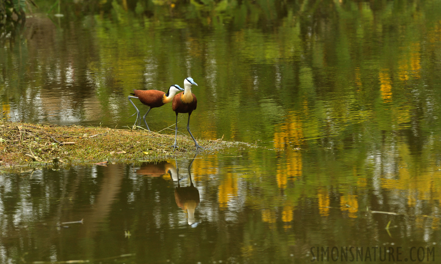 Actophilornis africanus [280 mm, 1/1000 sec at f / 8.0, ISO 1600]