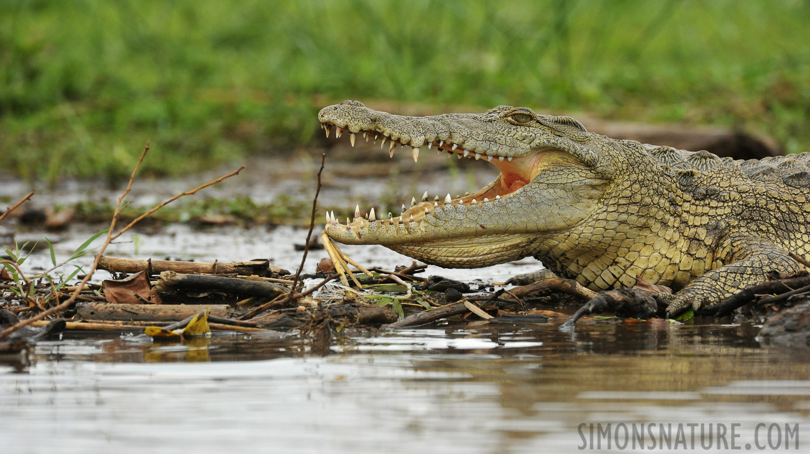 Crocodylus niloticus pauciscutatus [550 mm, 1/2500 Sek. bei f / 8.0, ISO 2000]
